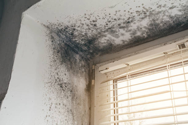 Trusted Black Mold Removal service in Summerhill, PA - Cheap Mold Removal